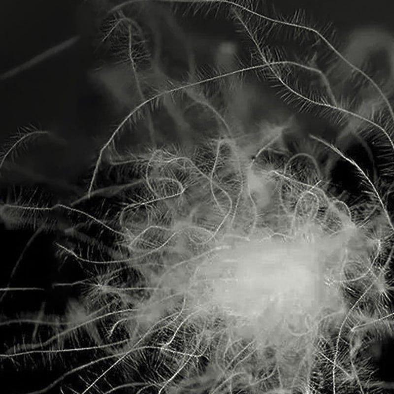 50% puf de rață gri 50% puf de rață gri