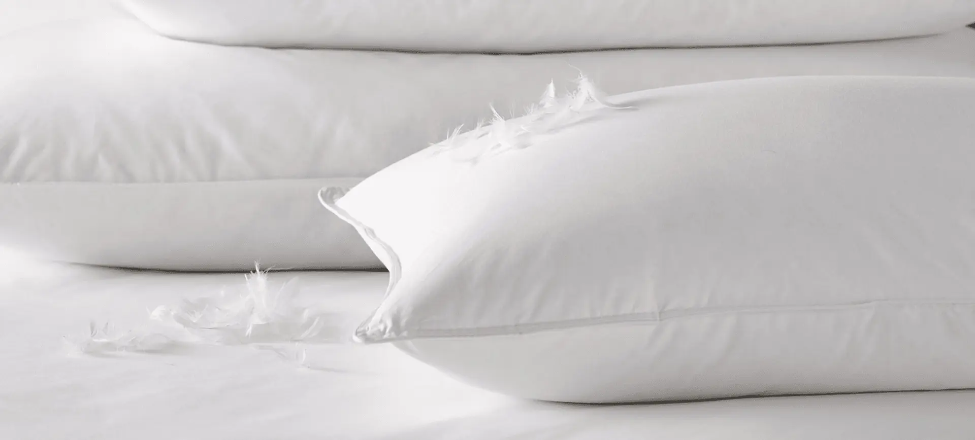 Zhejiang Shengjie Down Products Co., Ltd.